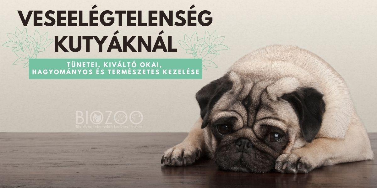 Veseelégtelenség kutyáknál - hagyományos és természetes gyógymódjai